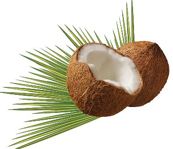 coconut-979858_960_720